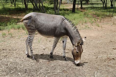 Zonkey Animal Facts | Zebroid | Zedonk | Equus zebra x Equus asinus