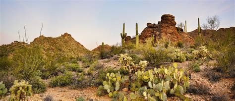 Sonoran Desert Landscape | Desert landscaping, Sonoran desert, Landscape