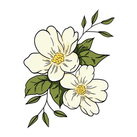 Jasmine Flower Drawing Ideas | Best Flower Site