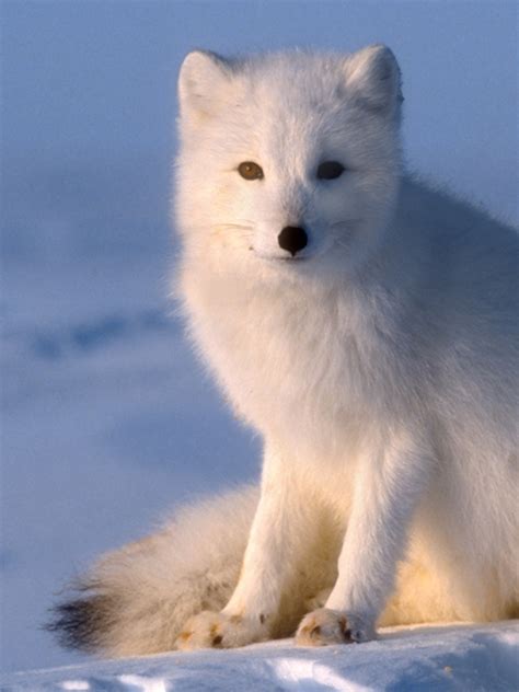 Albino Fox