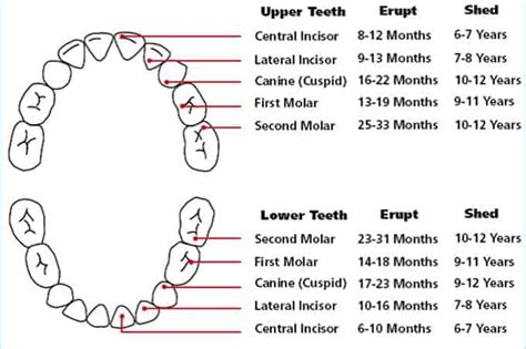 Understand and buy best teether for 2 year molars> OFF-63%