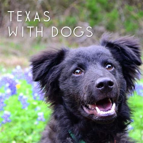 Dog Friendly Texas Travel