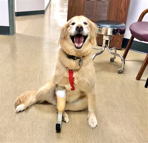 Dog receives prosthetic leg | Blog | Westcoast Brace and Limb