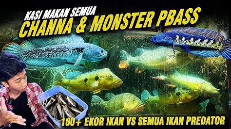 FEEDING MONSTER PREDATOR FISH, CHANNA BARCA, GIANT PEACOCK BASS TEMENSIS IN MEGATANK VINZZ ...