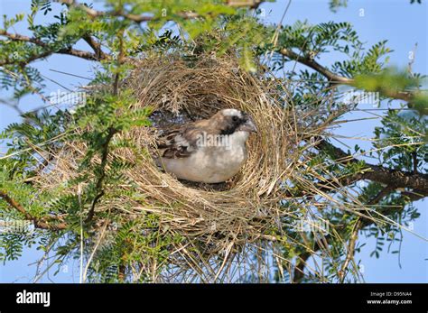 Sparrow nest building hi-res stock photography and images - Alamy