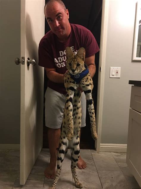 Hardeeville pet owners search for missing African Serval Cat