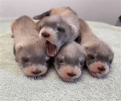 Black-footed Ferret Kits Born! - Phoenix Zoo