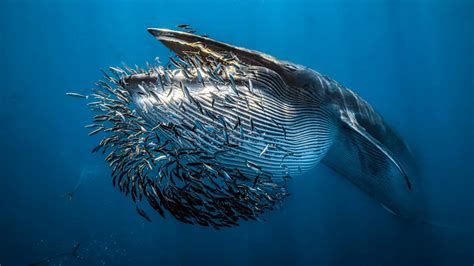 Dive Into 11 Remarkable Images From The 2024 Underwater Photographer Of The Year Competition ...