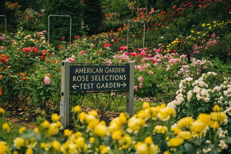 Visiting the Portland ROSE Garden (Helpful Local's Guide & Tips)