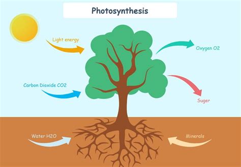 What is Photosynthesis with Flowchart Example | EdrawMax Online