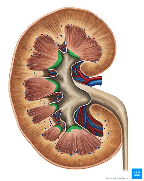 Coronal Section of the kidney: Anatomy and function | Kenhub