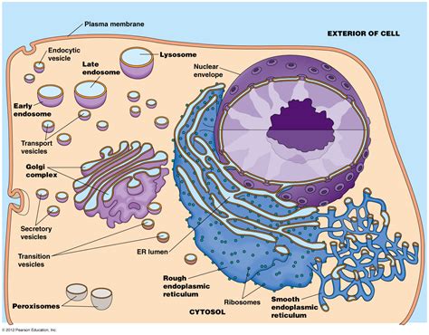 Image Gallery lysosomes and peroxisomes