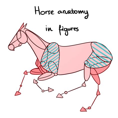Horse anatomy in figures by konikfryzyjski.deviantart.com on @deviantART Horse Drawings, Animal ...