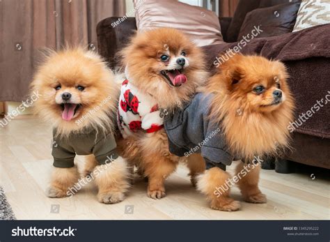 Three Cute Pomeranian Puppy Dogs Playing Stock Photo 1345295222 ...