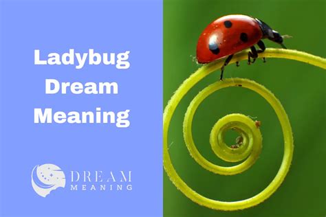 Ladybug Dream Meaning: What Does It Mean When You See A Ladybug In Your ...