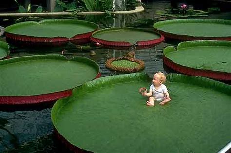 golden proof: Amazing giant waterlily