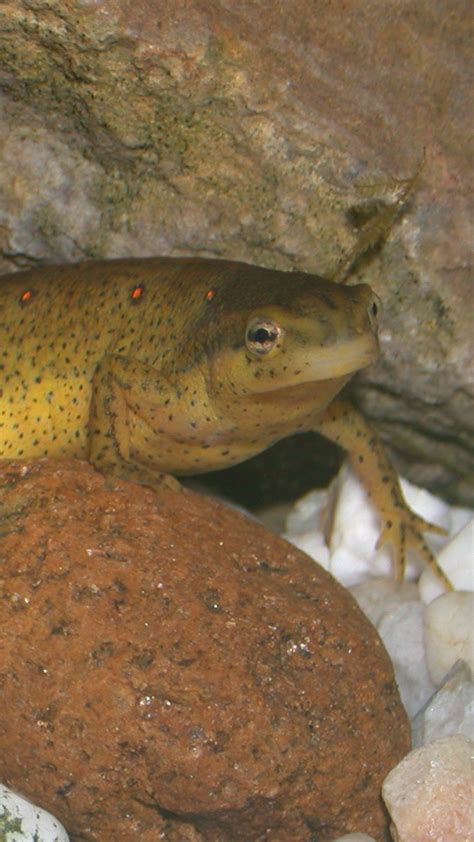 Red-Spotted Newt - Zoo Ecomuseum