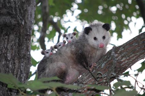 What Do Opossums Eat? - Baby and Adult Opossum Diet