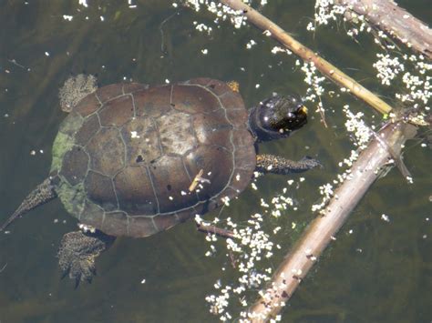 Western Pond Turtle Habitat Assessment | Prunuske Chatham, Inc.