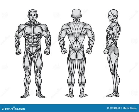 Salto regional expandir male muscle anatomy drawing Coordinar almohada ...