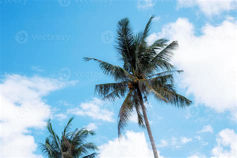 Palm tree with blue sky. 6861872 Stock Photo at Vecteezy