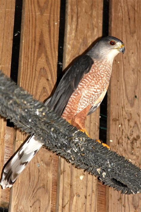 Hawks | Audubon Center for Birds of Prey