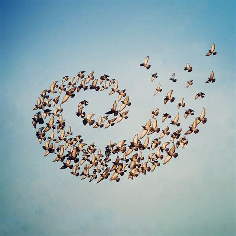 Photoshop Magic Turns Flocks of Birds Into Perfect Patterns | WIRED