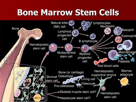 PPT - Stem Cell Biology and Clinical Applications PowerPoint Presentation - ID:4430