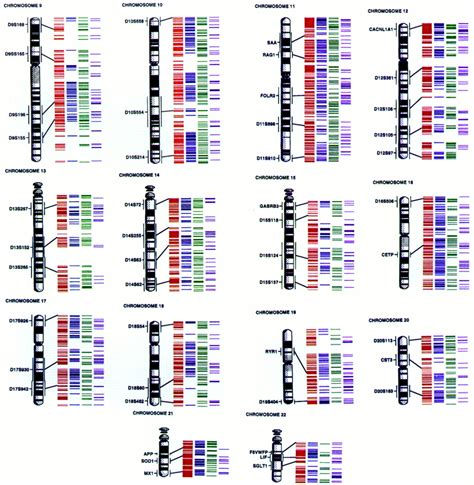 An STS-Based Radiation Hybrid Map of the Human Genome