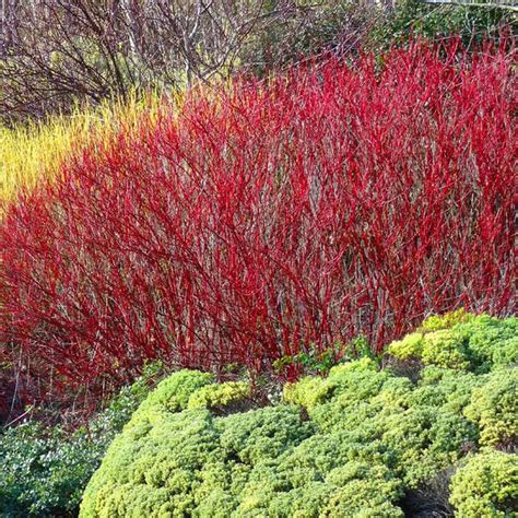 Red Twig Dogwood Shrubs for Sale | BrighterBlooms.com