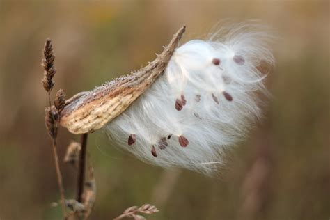 Autumn Seed Decoration - Free photo on Pixabay - Pixabay