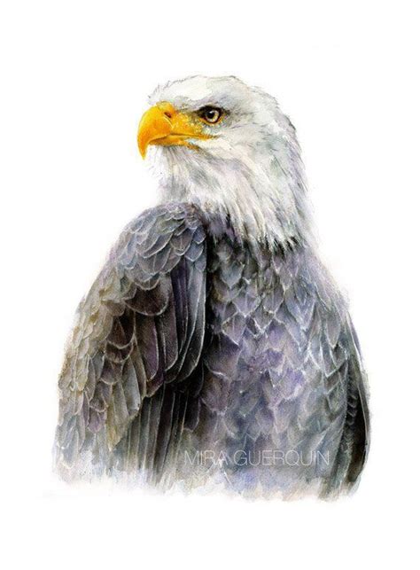 Bald Eagle Watercolor Giclee Print Wildlife Illustration | Etsy | Bald ...