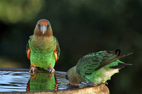 Rehabilitated Cape parrot thriving - Africa Geographic