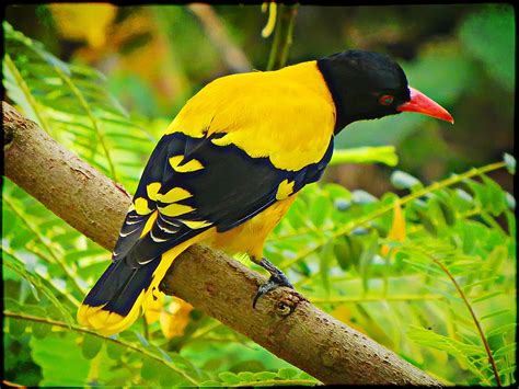 Yellow Bird in sri lanka | Bird, Pretty birds, Yellow bird