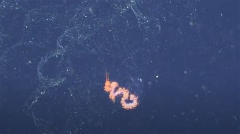 Creature Report: Siphonophores - Schmidt Ocean Institute