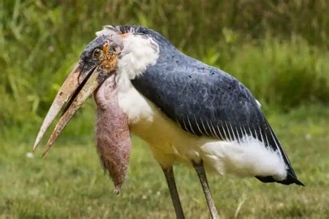 Marabou Storks (Size, Lifespan, Habitat, Facts & Questions) - Family ...