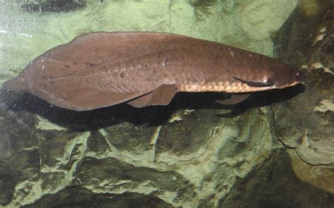 Australian Lungfish | SIMILAR BUT DIFFERENT IN THE ANIMAL KINGDOM