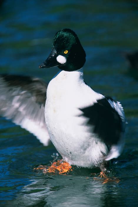 Common Goldeneye - Somateria mollissima | Wildlife Journal Junior