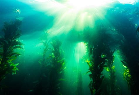 Plant, Animal Or Algae? Discovering The Mysteries Of California’s Kelp Forests - Dive Training ...