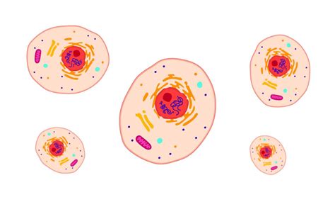 Difference Between Nucleus and Nucleolus - Difference.Guru