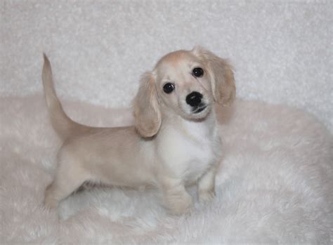 Meet The Adorable Tan Long Haired Dachshund Puppy: Your New Best Friend!