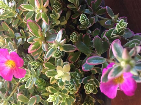 Portulaca Variegated Purslane - ANNUAL PLANTS