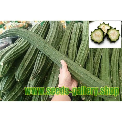 Angled luffa, Ridged luffa Seeds (Luffa acutangula) - Price €1.95