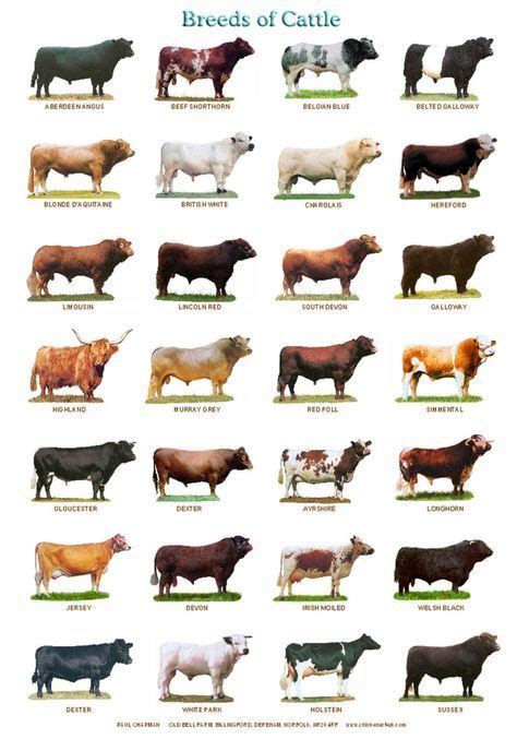 A4 Laminated Posters. Breeds of Cattle Sheep or Pigs | Rinderrassen ...