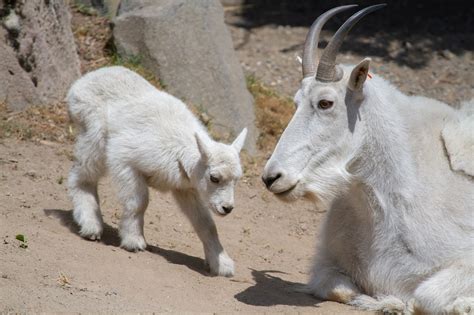 It's a girl! New mountain goat kid hits the trail!