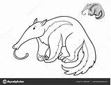 Anteater Coloring Pages sketch template
