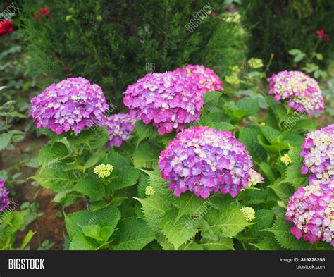 Hydrangea Flowers Bush Image & Photo (Free Trial) | Bigstock