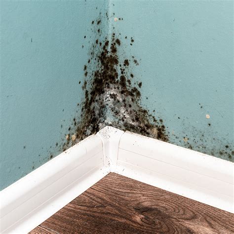 Black Mold In Basement - Mold Factories: Preventing Basement and Crawl Space ... : These spores ...