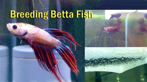 Betta Breeding - How To Breed Betta Fish 7 Step Guide Aqua Movement / Your gorgeous breeding ...