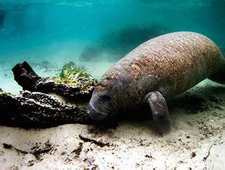 Belize Wildlife River Tour - Chukka Caribbean Adventures